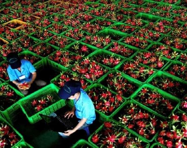 Dịch vụ vận chuyển trái cây từ Nam ra Bắc bằng đường sắt