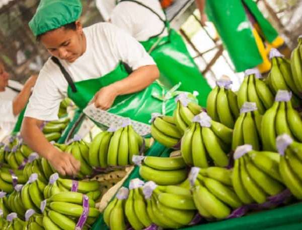 Tiêu chuẩn đánh giá chuối được sản xuất đi các nước hiện nay