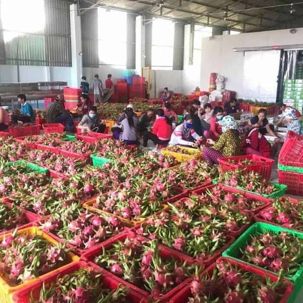 Tiêu chuẩn của quả thanh long xuất khẩu sang thị trường hiện nay