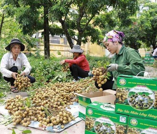Tiêu chuẩn xuất khẩu nhãn của Việt Nam được quy định hiện nay