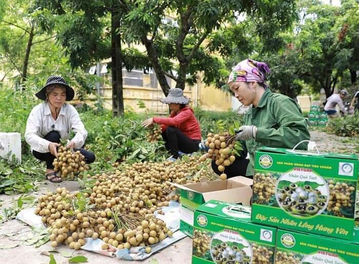 Tiêu chuẩn xuất khẩu nhãn của Việt Nam được quy định hiện nay