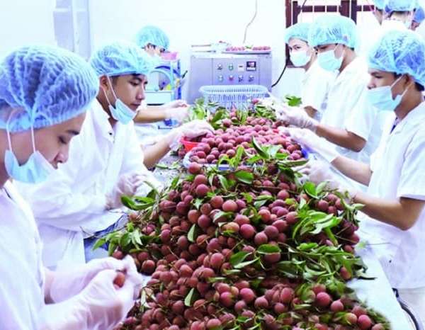 Tiêu chuẩn xuất khẩu quả vải tươi sang thị trường các nước hiện nay