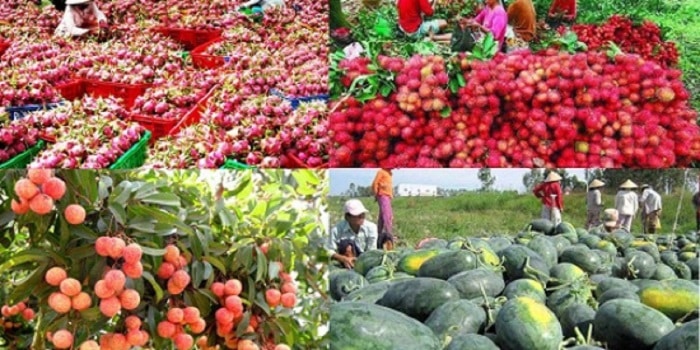 Tìm hiểu 8 loại trái cây được xuất khẩu sang Trung Quốc hiện nay