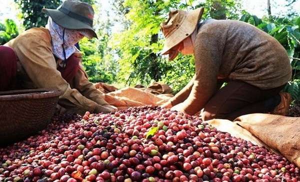 Tìm hiểu chi tiết tiêu chuẩn xuất khẩu cà phê sang Trung Quốc