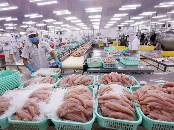 Tìm hiểu quy định, tiêu chuẩn xuất khẩu cá tra sang Trung Quốc