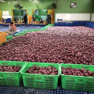 Tiêu chuẩn xuất khẩu khoai lang sang Trung Quốc hiện nay