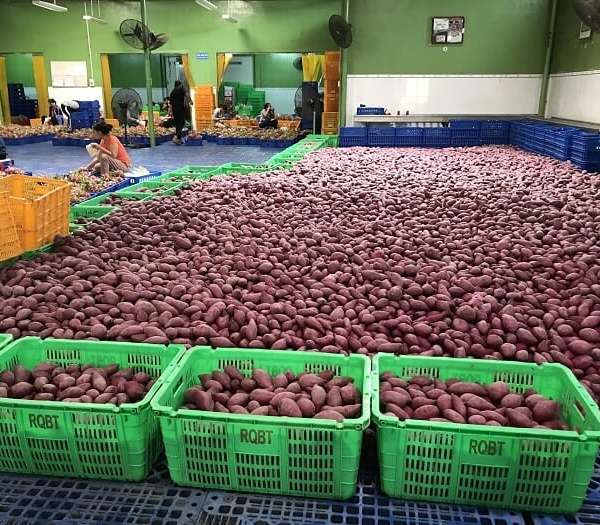 Tiêu chuẩn xuất khẩu khoai lang sang Trung Quốc hiện nay