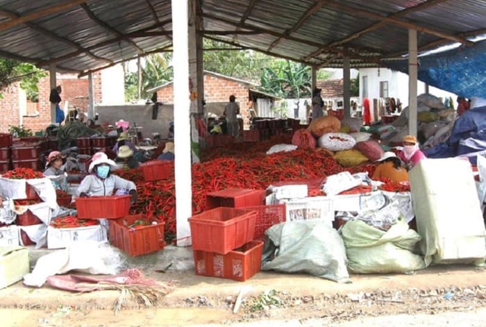 Tiêu chuẩn xuất khẩu ớt sang Trung Quốc như thế nào?