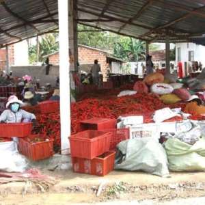 Tiêu chuẩn xuất khẩu ớt sang Trung Quốc như thế nào?