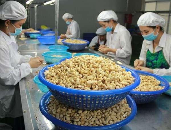 Việt Nam xuất khẩu hạt điều sang Trung Quốc theo tiêu chuẩn quốc tế