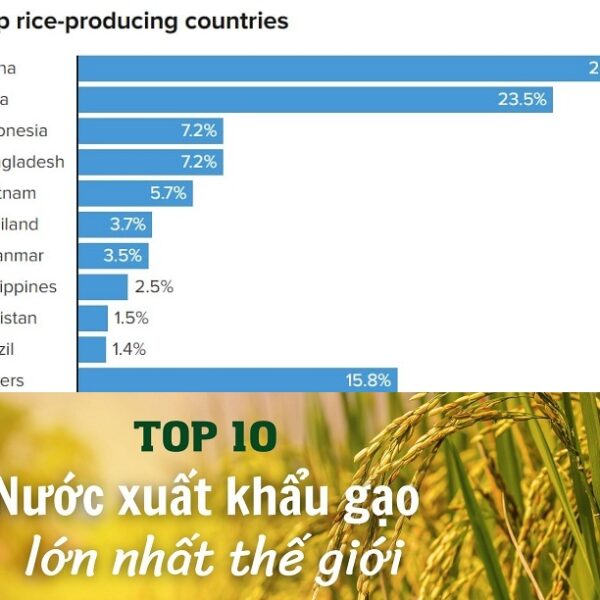 Top 10 nước xuất khẩu gạo lớn nhất thế giới hiện nay