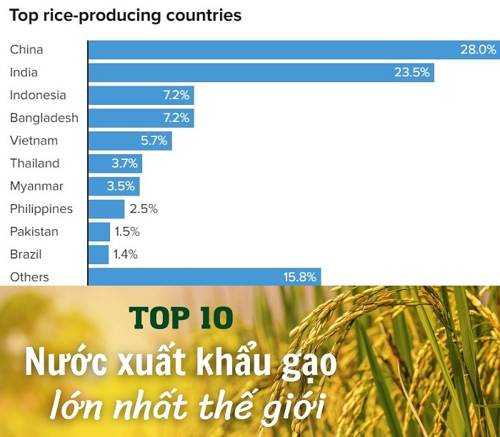 Top 10 nước xuất khẩu gạo lớn nhất thế giới hiện nay