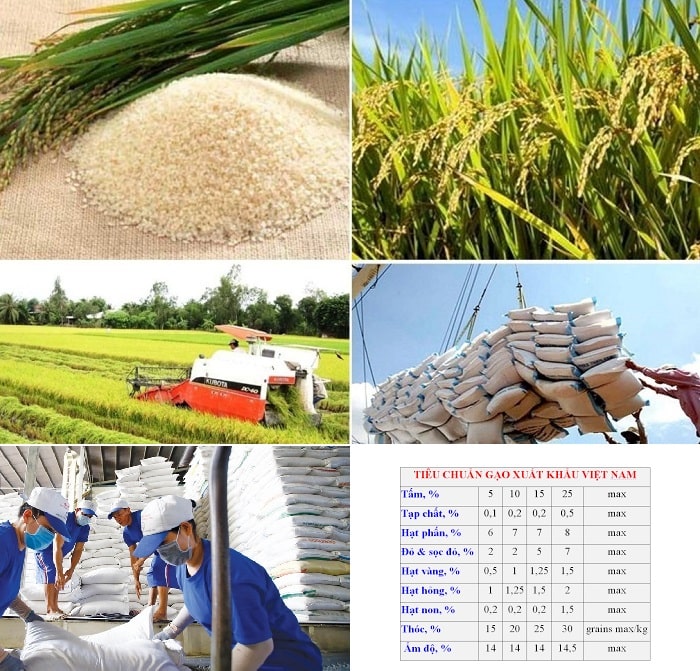 Tiêu chuẩn xuất khẩu gạo sang Châu Âu, Châu Phi như thế nào?