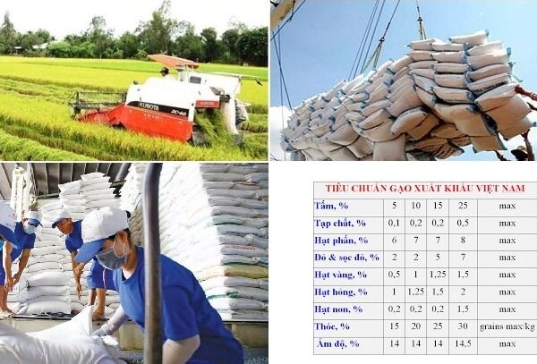 Tiêu chuẩn xuất khẩu gạo sang Châu Âu, Châu Phi như thế nào?