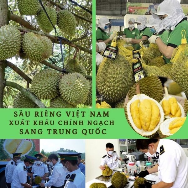Tiêu chuẩn xuất khẩu Sầu Riêng sang Trung Quốc năm 2023