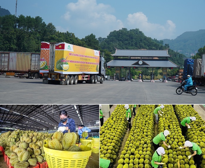 Dịch vụ xuất khẩu Sầu Riêng sang Trung Quốc chính ngạch, trọn gói