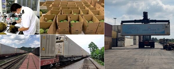 Dịch vụ xuất khẩu Sầu Riêng sang Trung Quốc chính ngạch, trọn gói