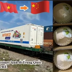 Bảng giá vận tải dừa bằng container lạnh đi Trung Quốc rẻ nhất 2024