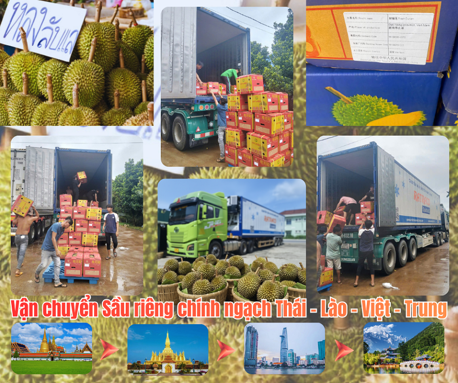 Vận chuyển Sầu riêng chính ngạch Thái - Lào - Việt - Trung: Nhanh - An Toàn - Giá Tốt
